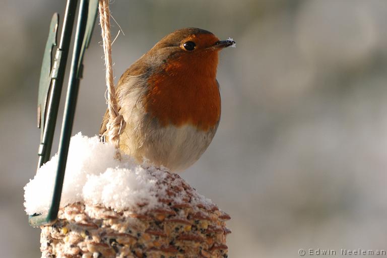 ENE-20091218-0754.jpg - [nl] Roodborst ( Erithacus rubecula ) | Ommeren, Nederland[en] Robin ( Erithacus rubecula ) | Ommeren, the Netherlands